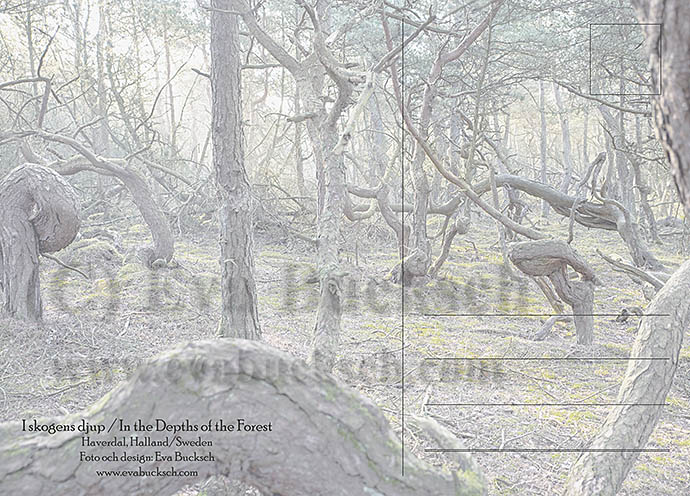 i skogens djup - konstkort av Eva Bucksch